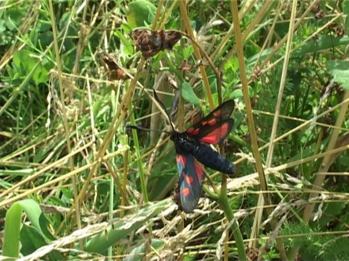 Sumpfhornklee-Widderchen ( Zygaena trifolii ), Flügelunterseite : Am Niederrhein, Feuchtbiotop, 21.07.2004